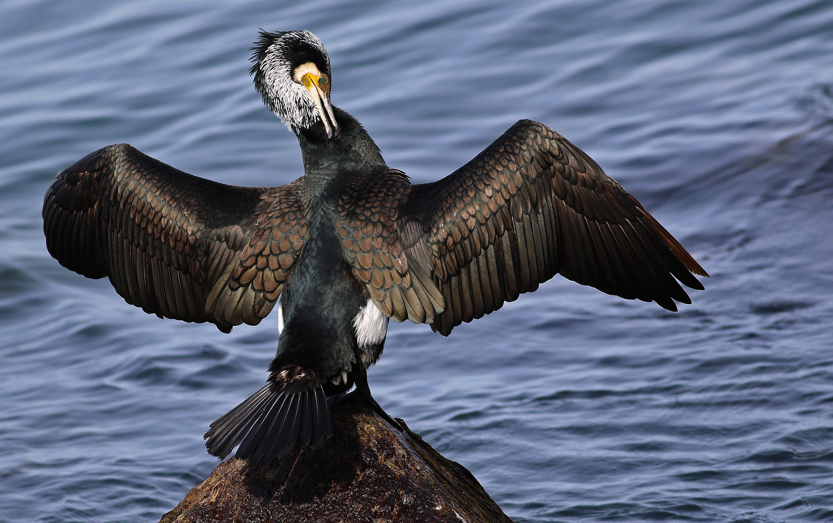 Great Cormorant